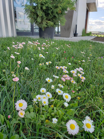 Eco-Flower
