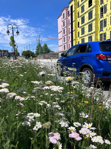 Flowering Meadow