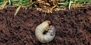 Les Vers Blancs : Astuces et Conseils