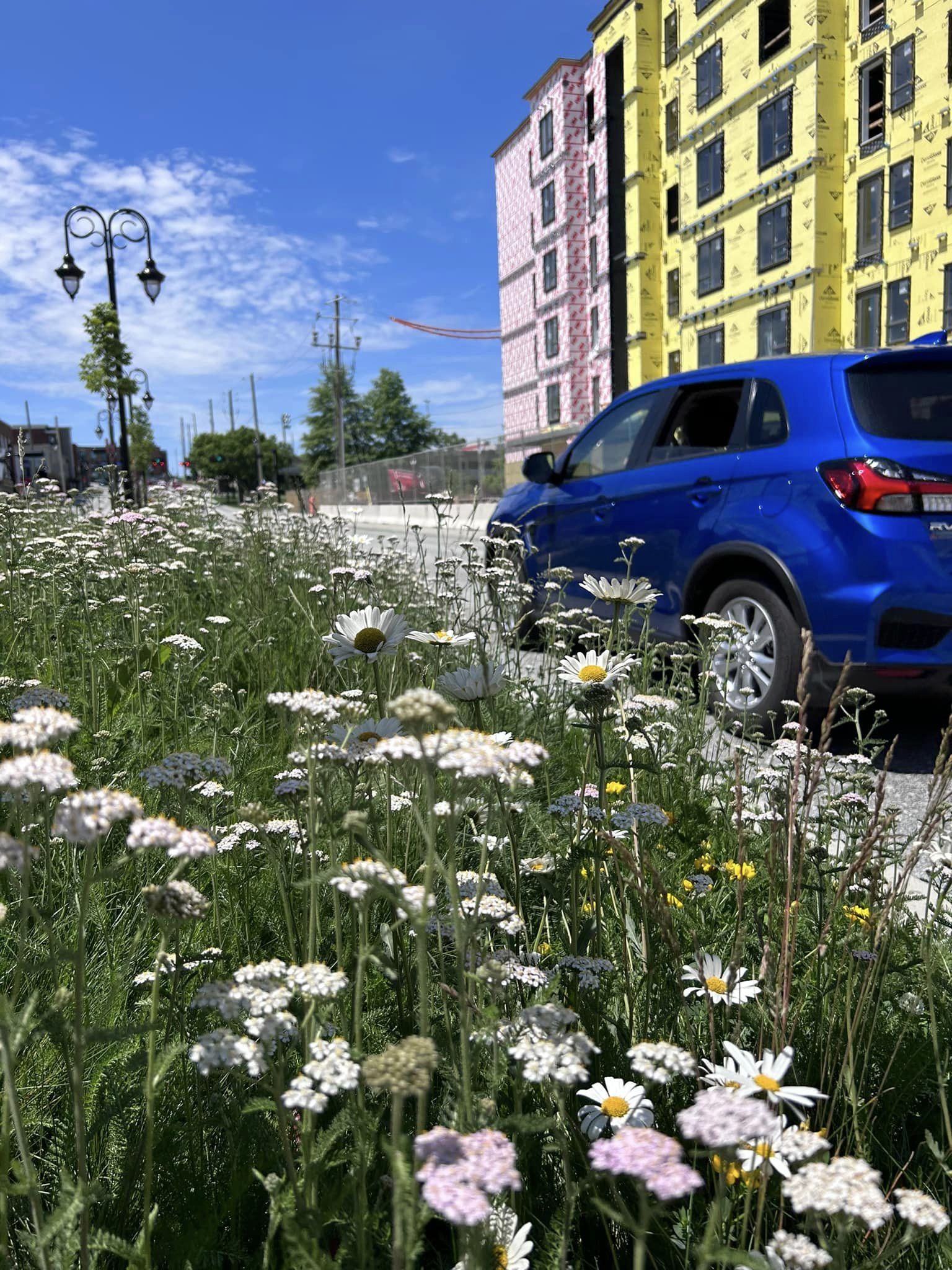 Flowering Meadow
