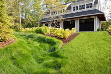 Fescue